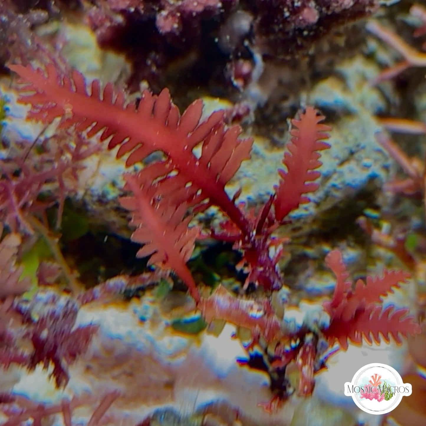 Red Fern Macroalgae | Haliptilon sp.