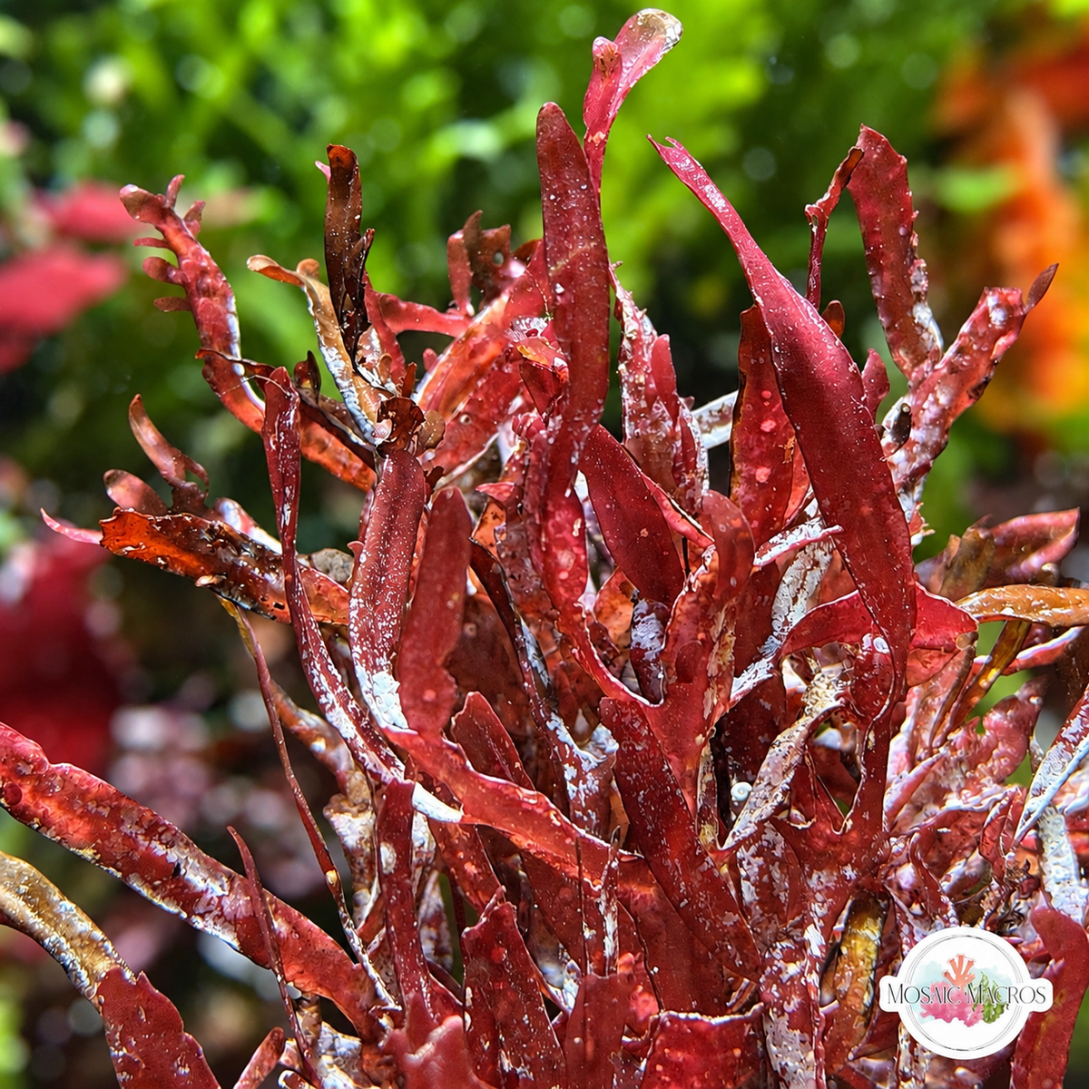 Red Sword Macroalgae | Neurymenia sp.