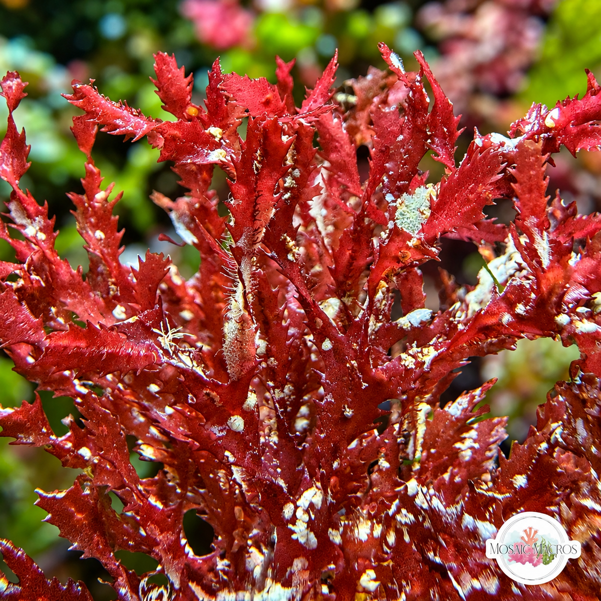 Corkscrew Saw Macroalgae | Neurymenia sp.