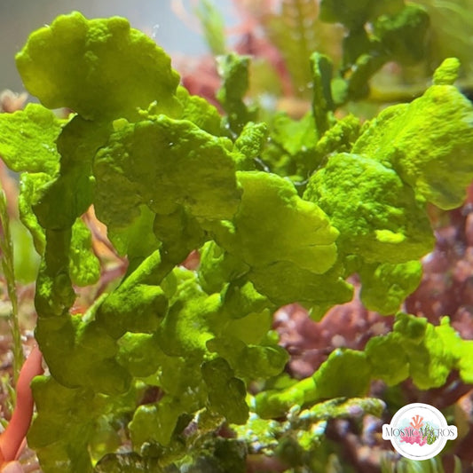 Carpeting Halimeda Macroalgae | Halimeda opuntia