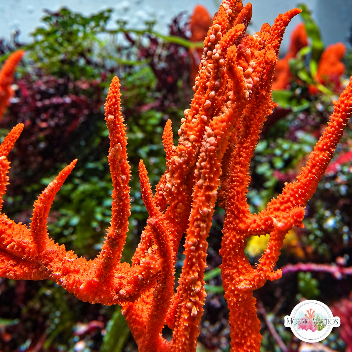 Orange Frilly Tree Sponge | Ptilocaulis walpersii