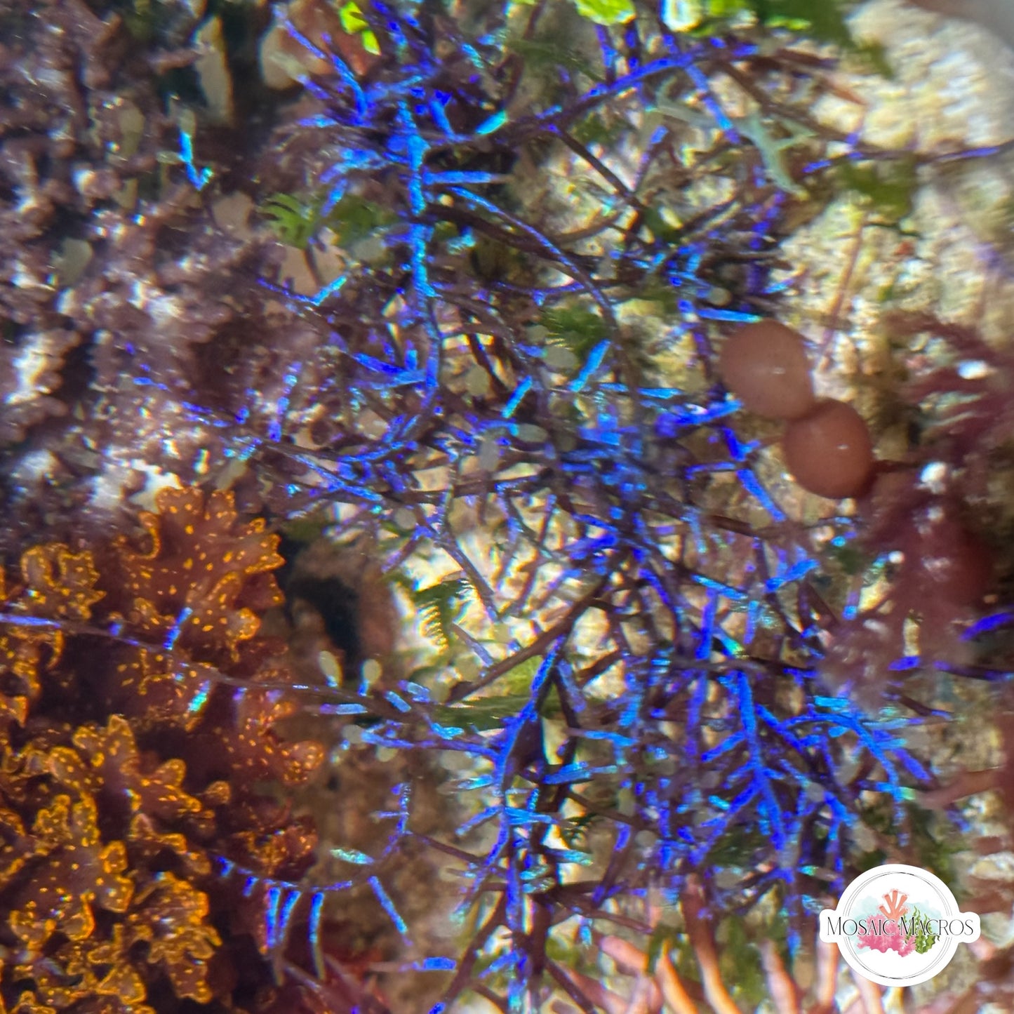 Iridescent Wire Macroalgae | Coelothrix irregularis