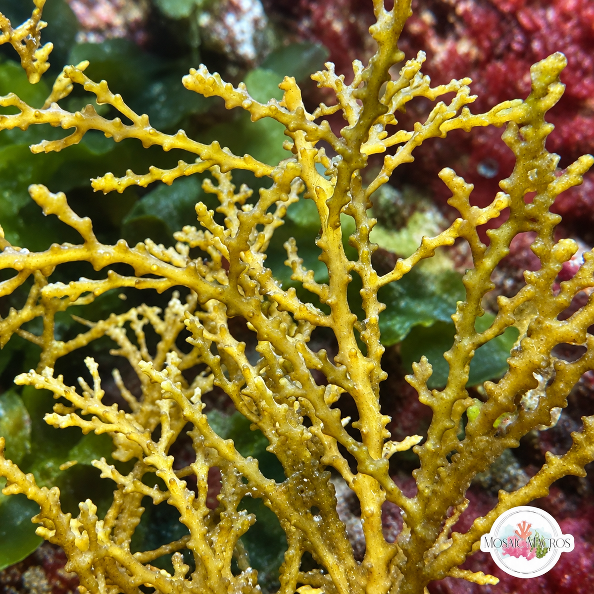 Zig-Zag Kelp Macroalgae | Sargassum sp.