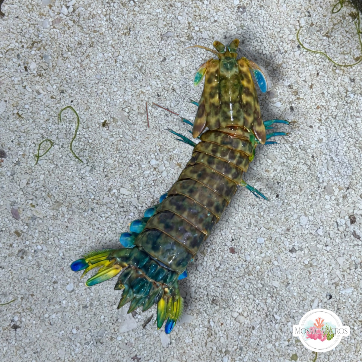 Philippine Mantis Shrimp | Gonodactylaceus falcatus