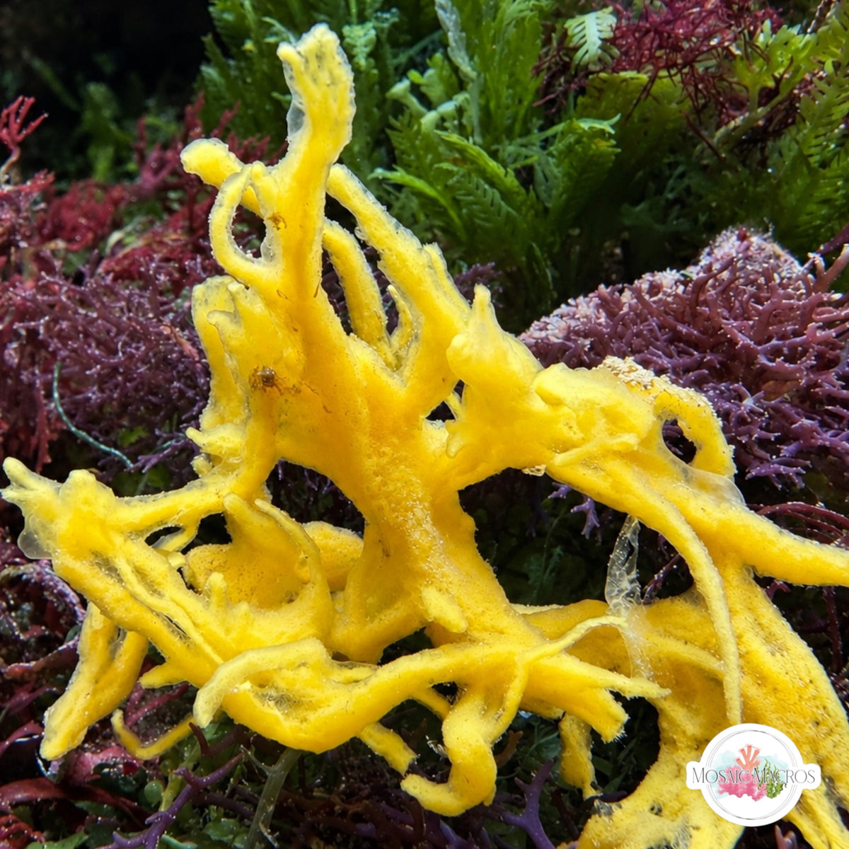 Yellow Frilly Sponge | Unknown sp.
