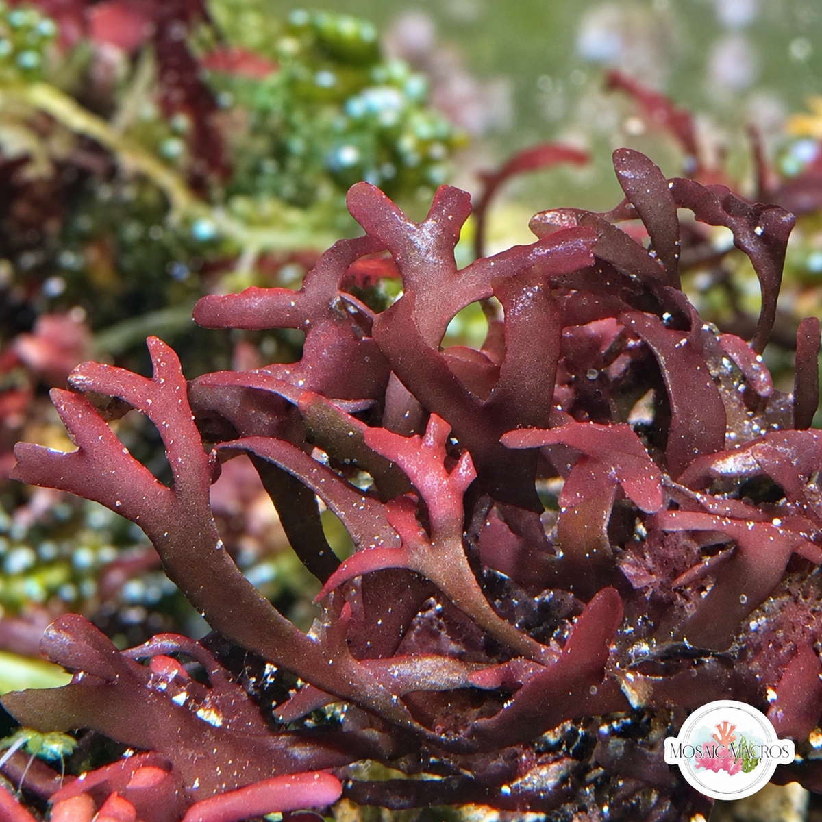 Purple Flat-Branching Macroalgae | Gracilaria sp.