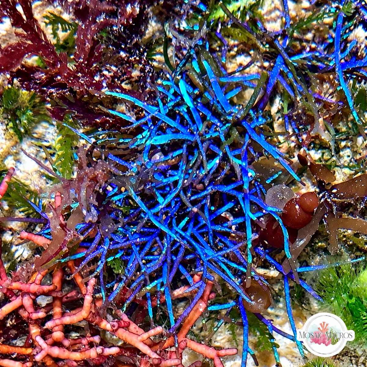 Blue Live Wire Macroalgae | Coelothrix irregularis