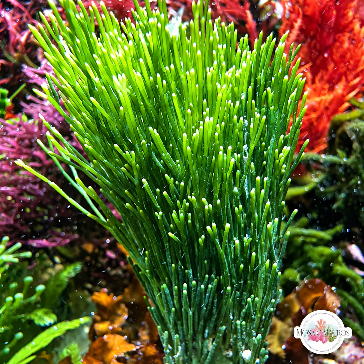 Merman’s Shaving Brush Macroalgae | Penicillus dumetosus