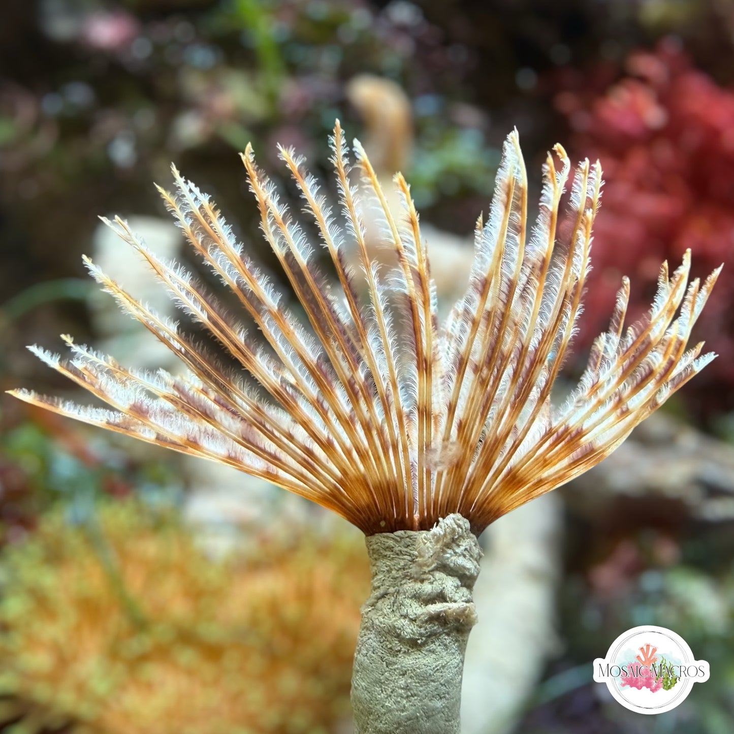 Magnificent Feather Duster | Sabellastarte magnifica