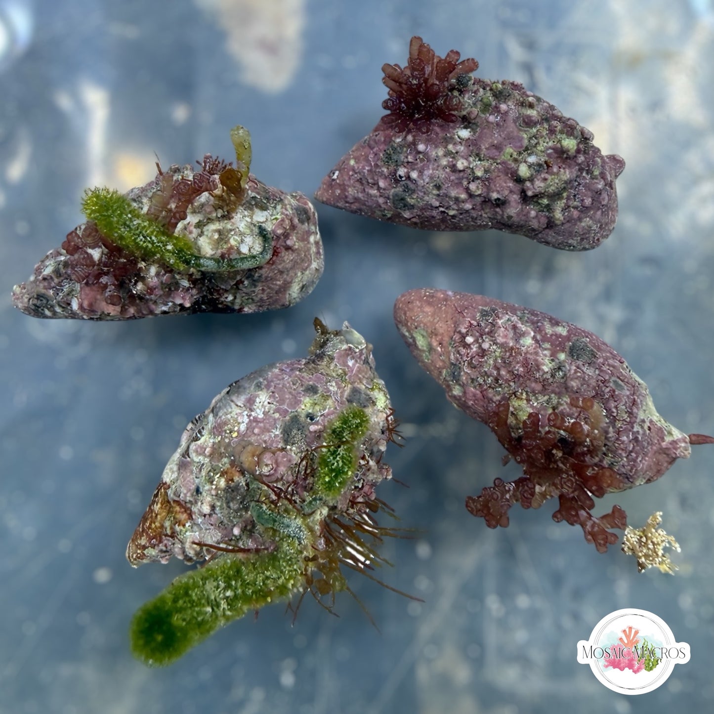 Fancy Cerith Snail | Cerithium sp.