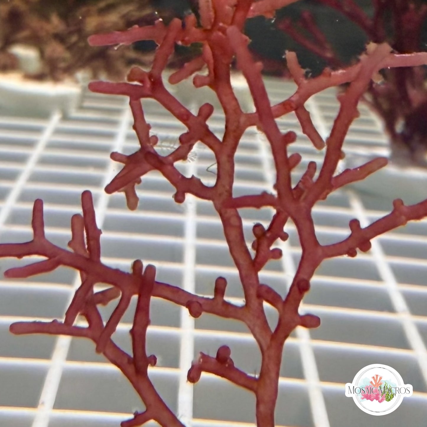 Pink Knobby Laurencia Macroalgae | Laurencia sp.