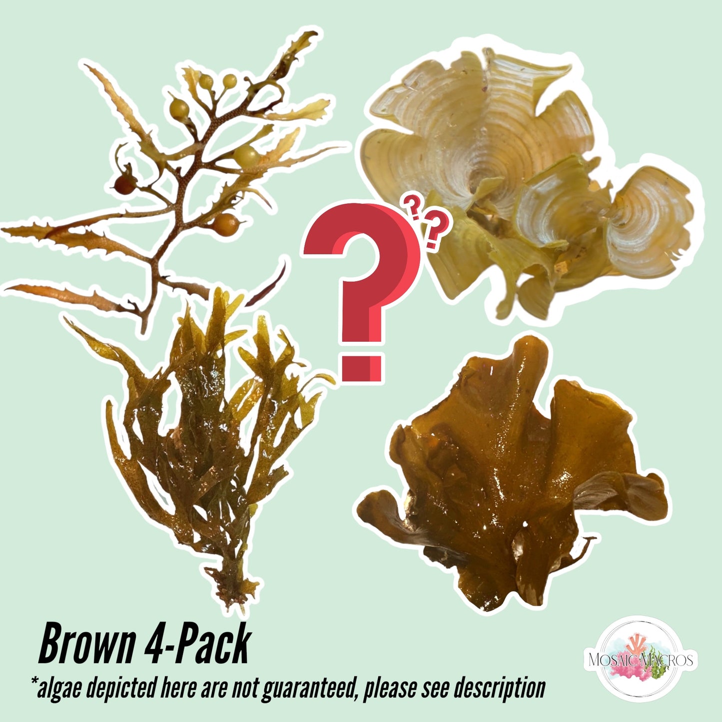 4-Pack Brown Macroalgae Bundle | Various Species