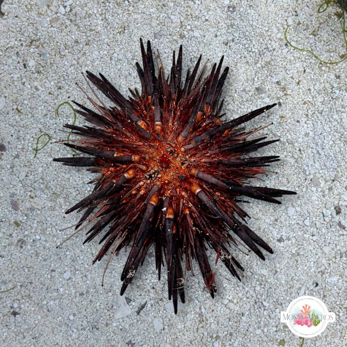 Rock-Boring Urchin | Echinometra lucunter