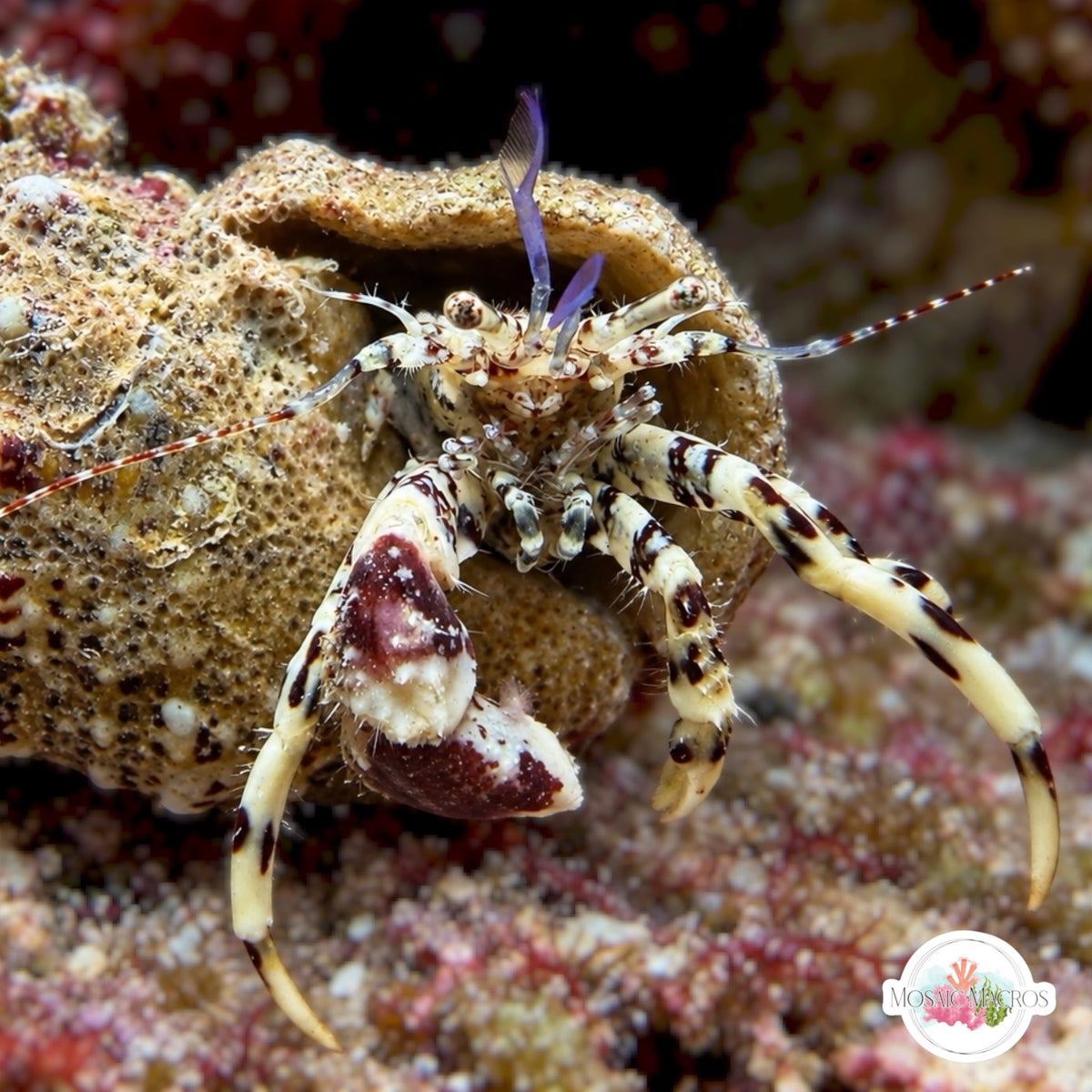 Left-Handed Zebra Hermit Crab | Pagurus kulkarnii
