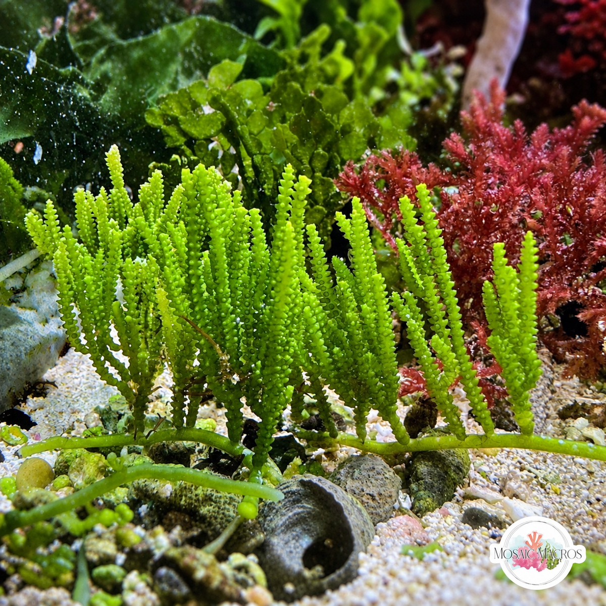 Cactus Caulerpa Macroalgae | Caulerpa cupressoides