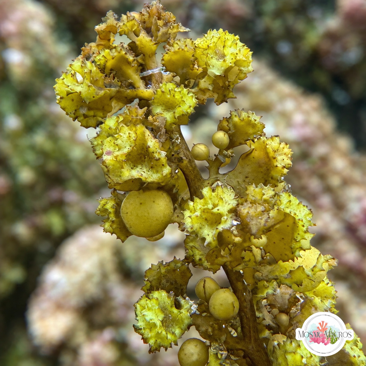 Sawtooth Kelp Macroalgae | Sargassum ilicifolium