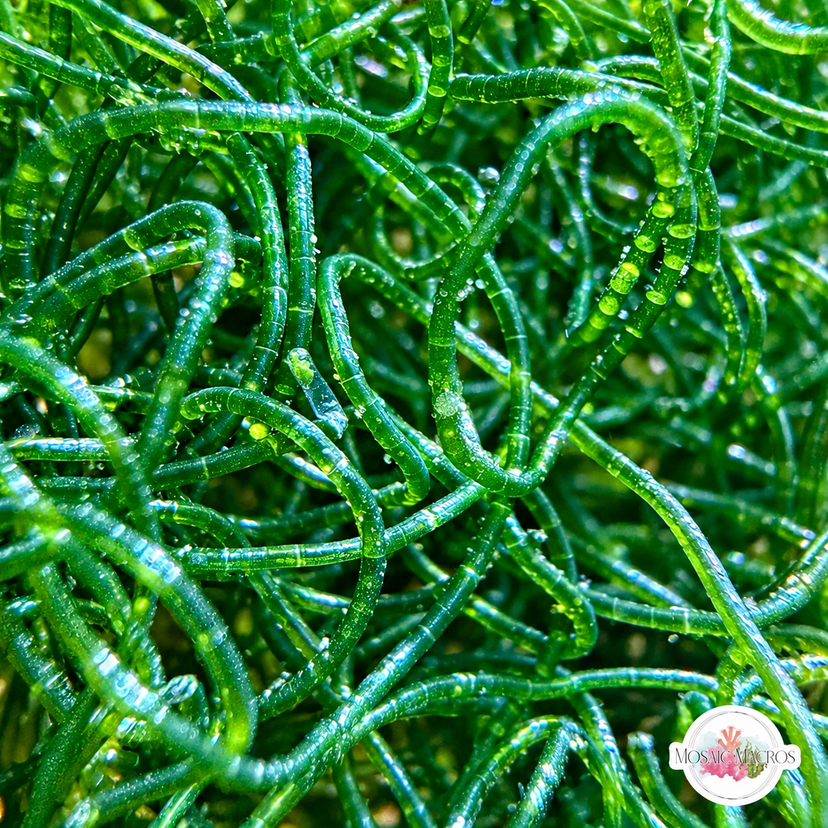 Chaetomorpha Macroalgae | Chaetomorpha sp.