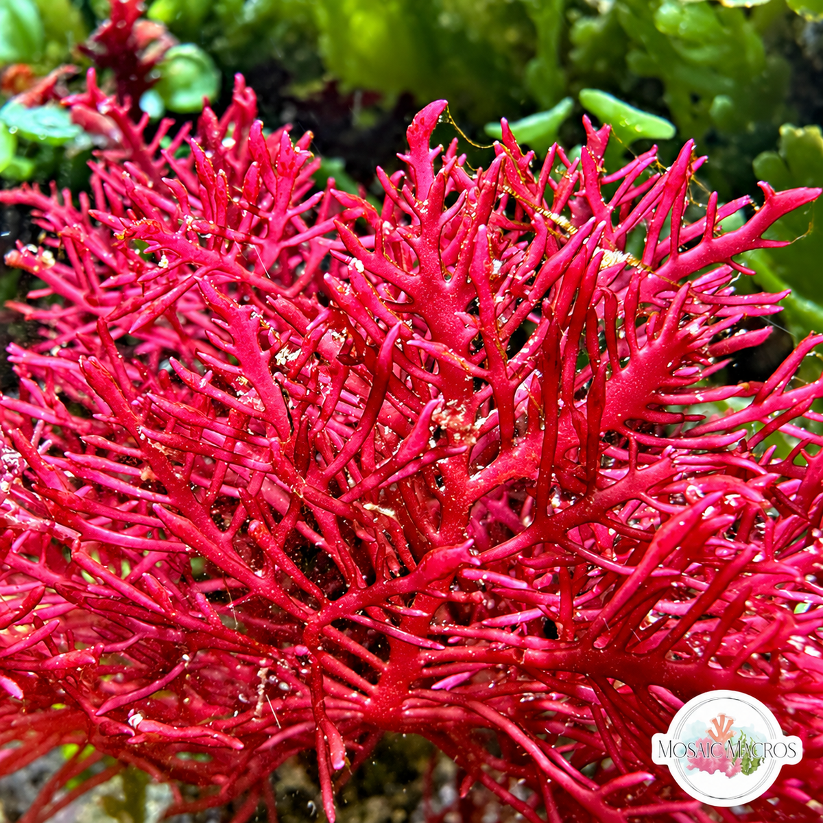 Flaming Phoenix Macroalgae | Haliptilon sp.