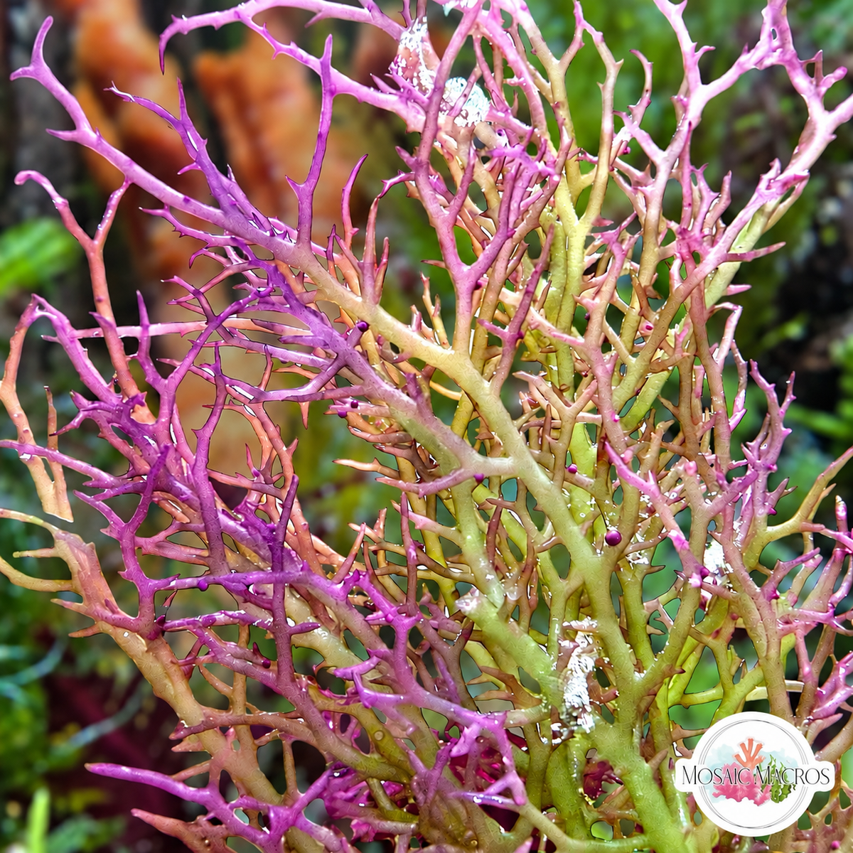 Rainbow Vine Macroalgae | Gracilaria sp.