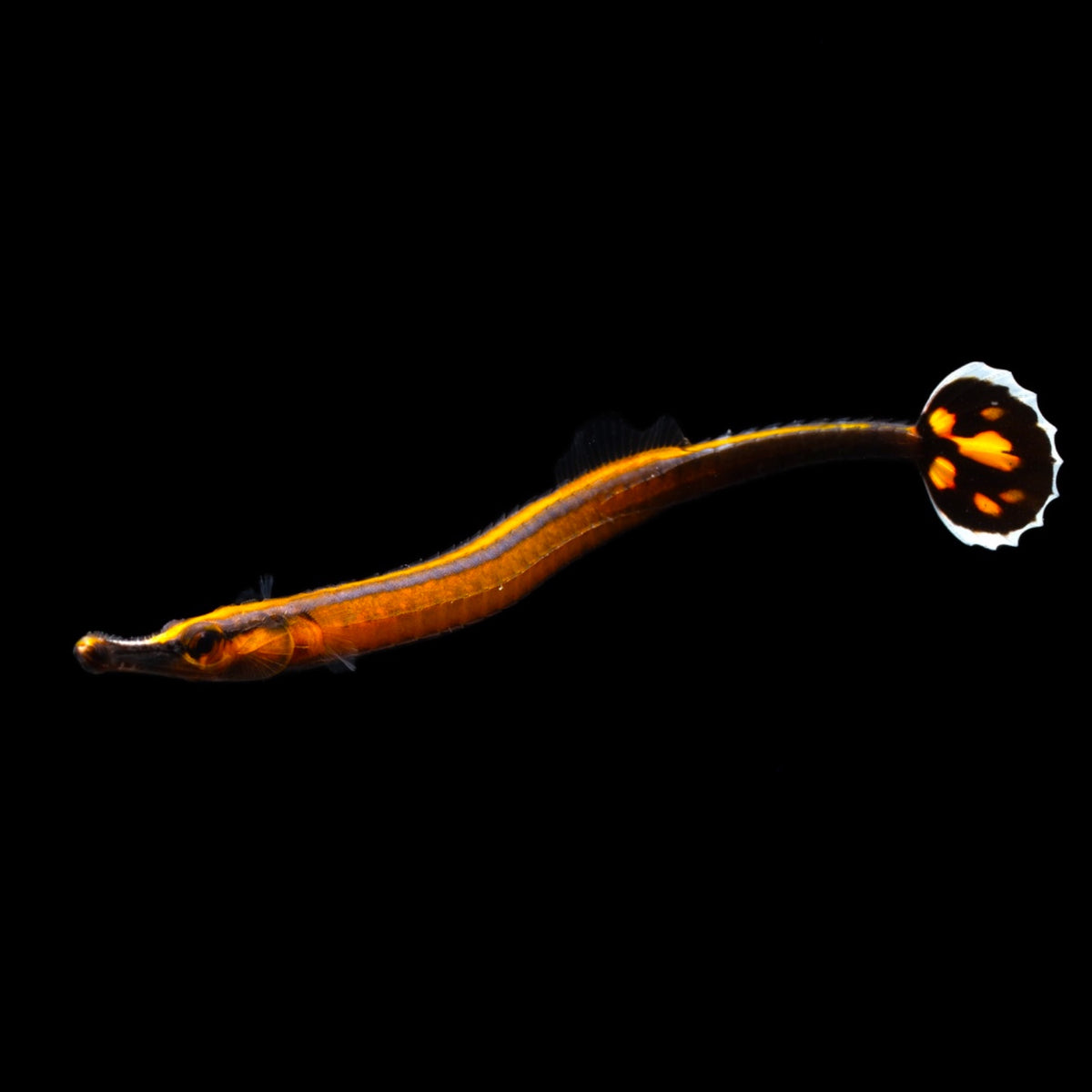 Bluestripe Pipefish | Doryrhamphus excisus