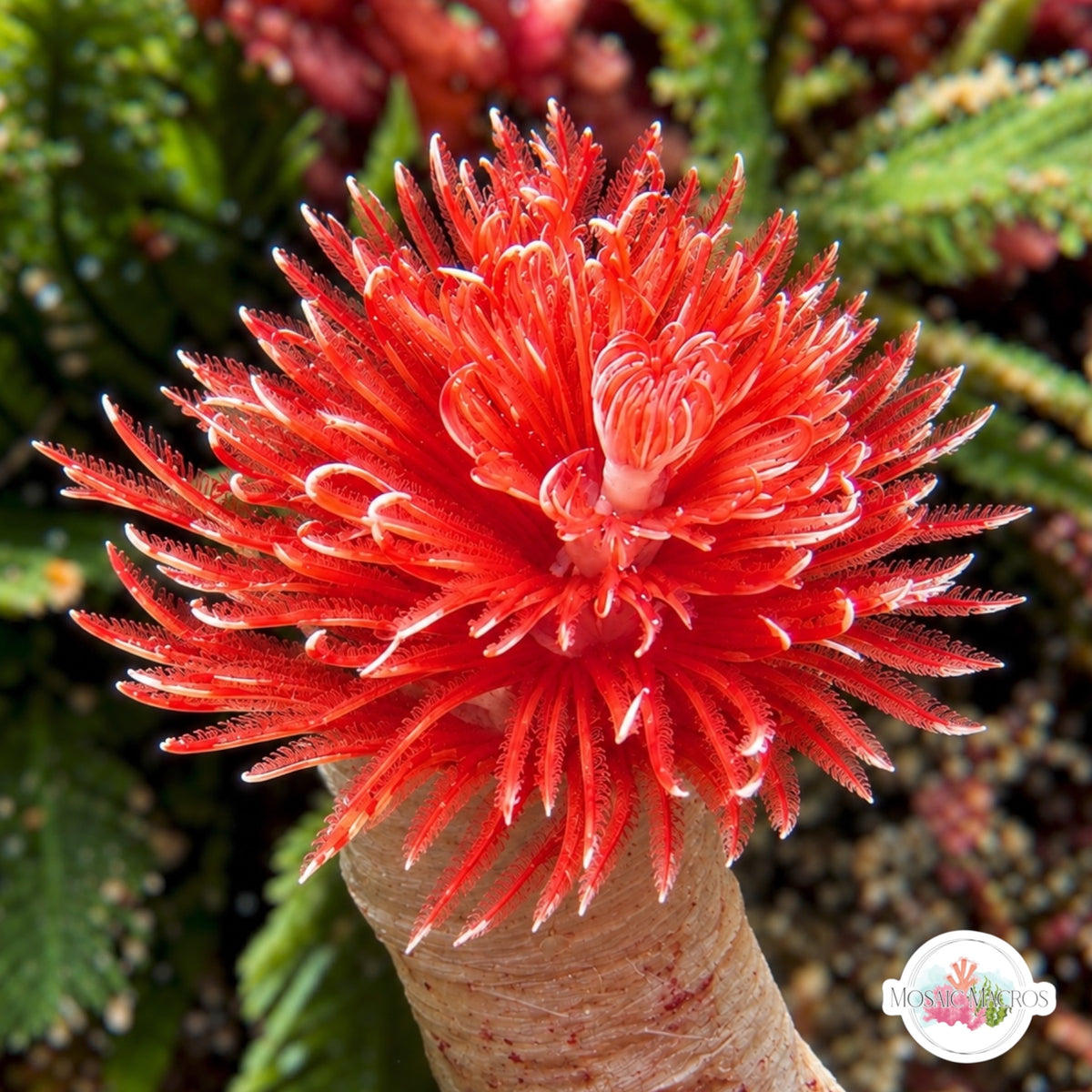 Ruby Coco Worm Feather Duster | Protula bispiralis