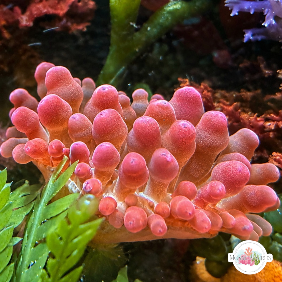 Rose Bubble-Tip Anemone | Entacmaea quadricolor