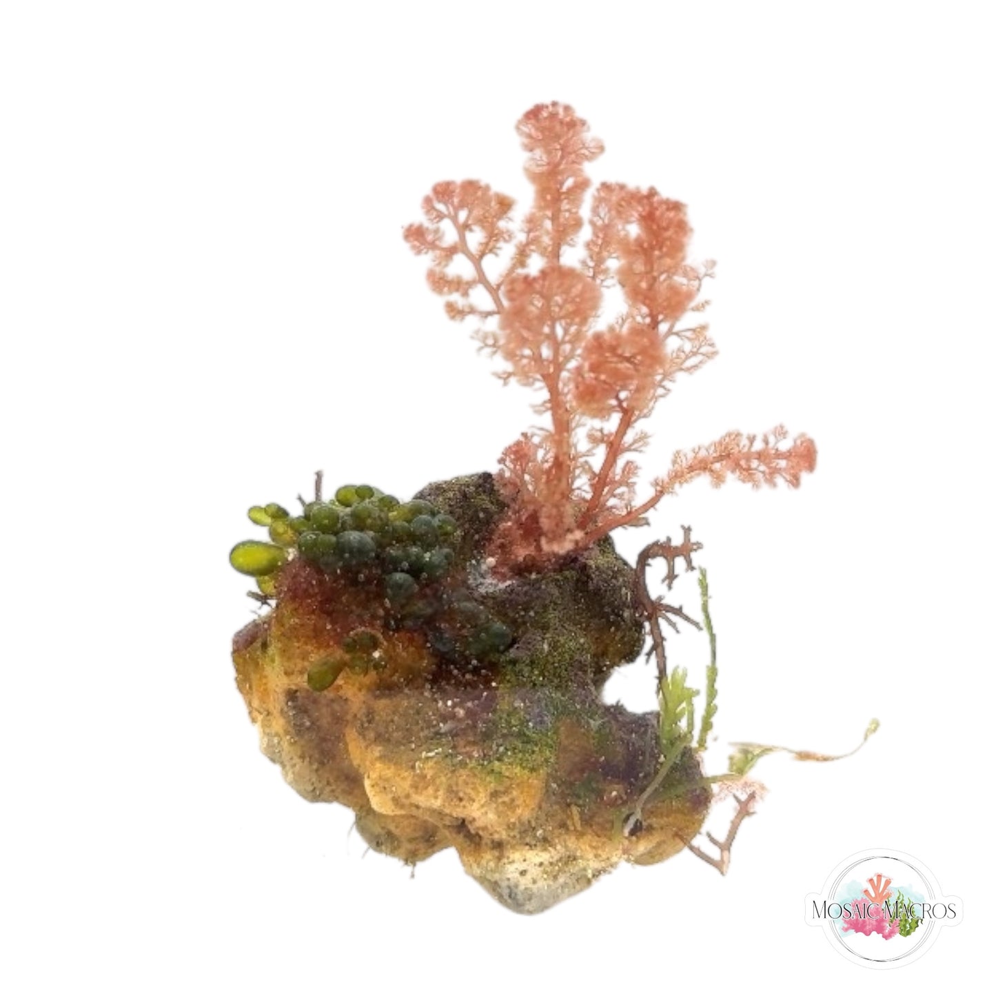 WYSWYG Flamingo Feather & Caulerpa