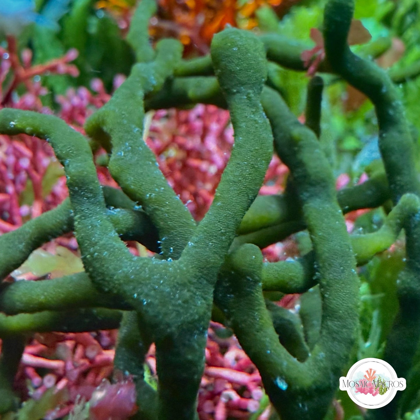 Dead Man’s Fingers Macroalgae | Codium fragile