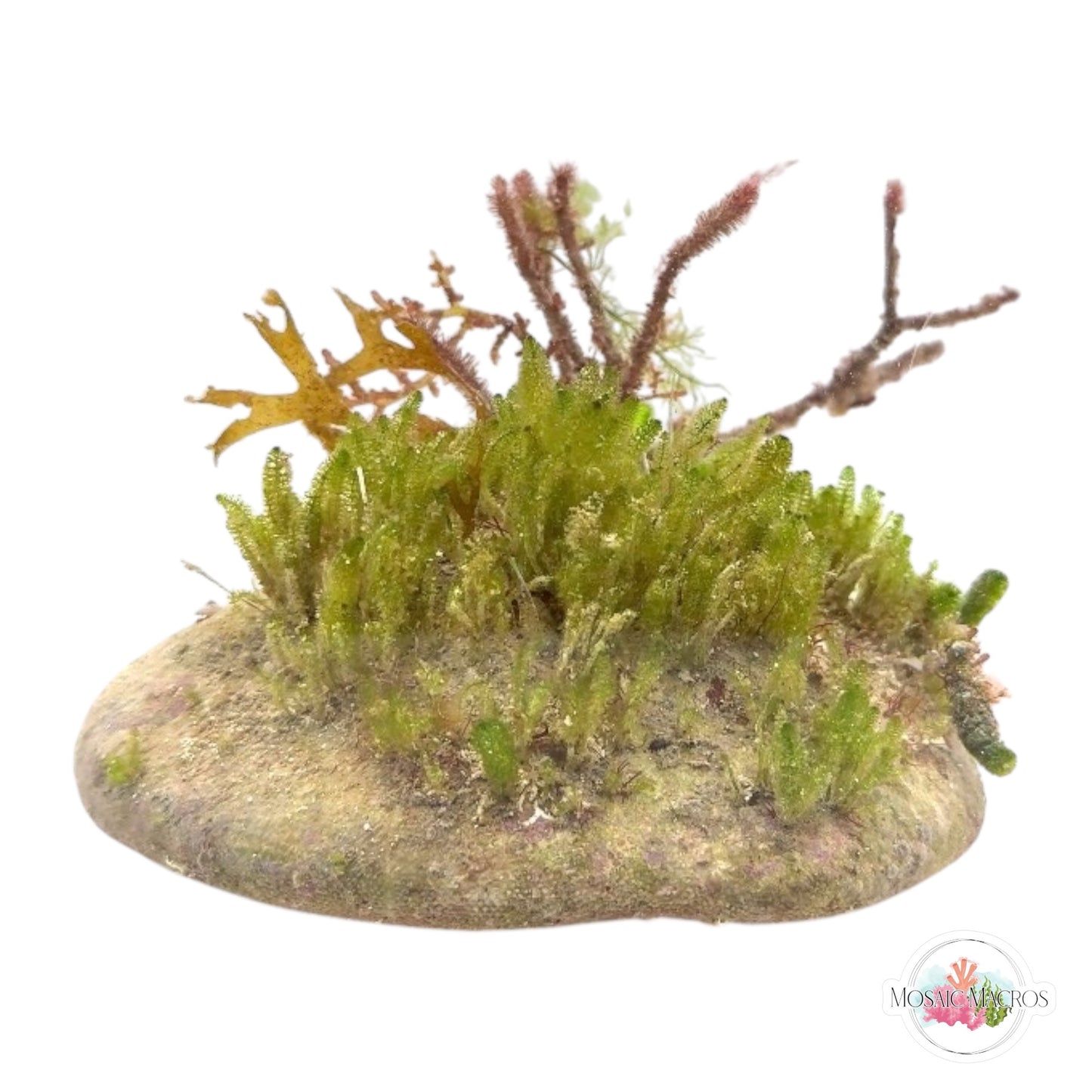 WYSWYG Batophora, Neomeris, Dictyota, & Fuzzy Antler