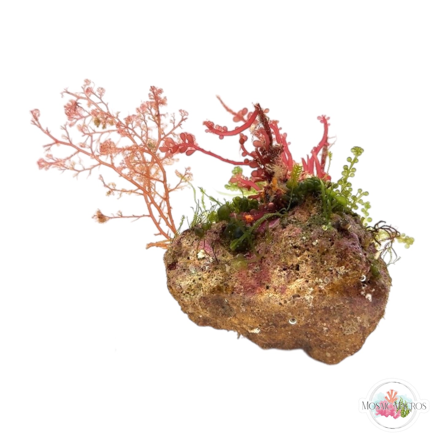 WYSWYG Flamingo Feather, Grape Caulerpa, & Red Grape