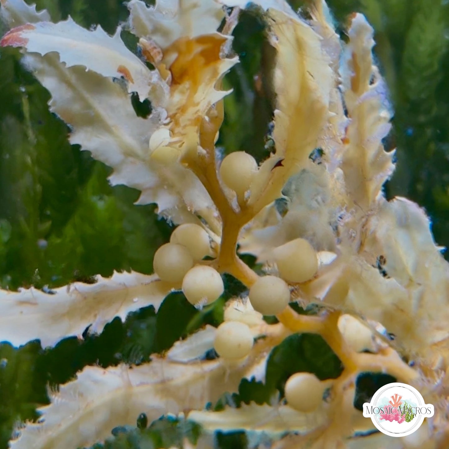 Pseudo-Kelp Macroalgae | Sargassum sp.