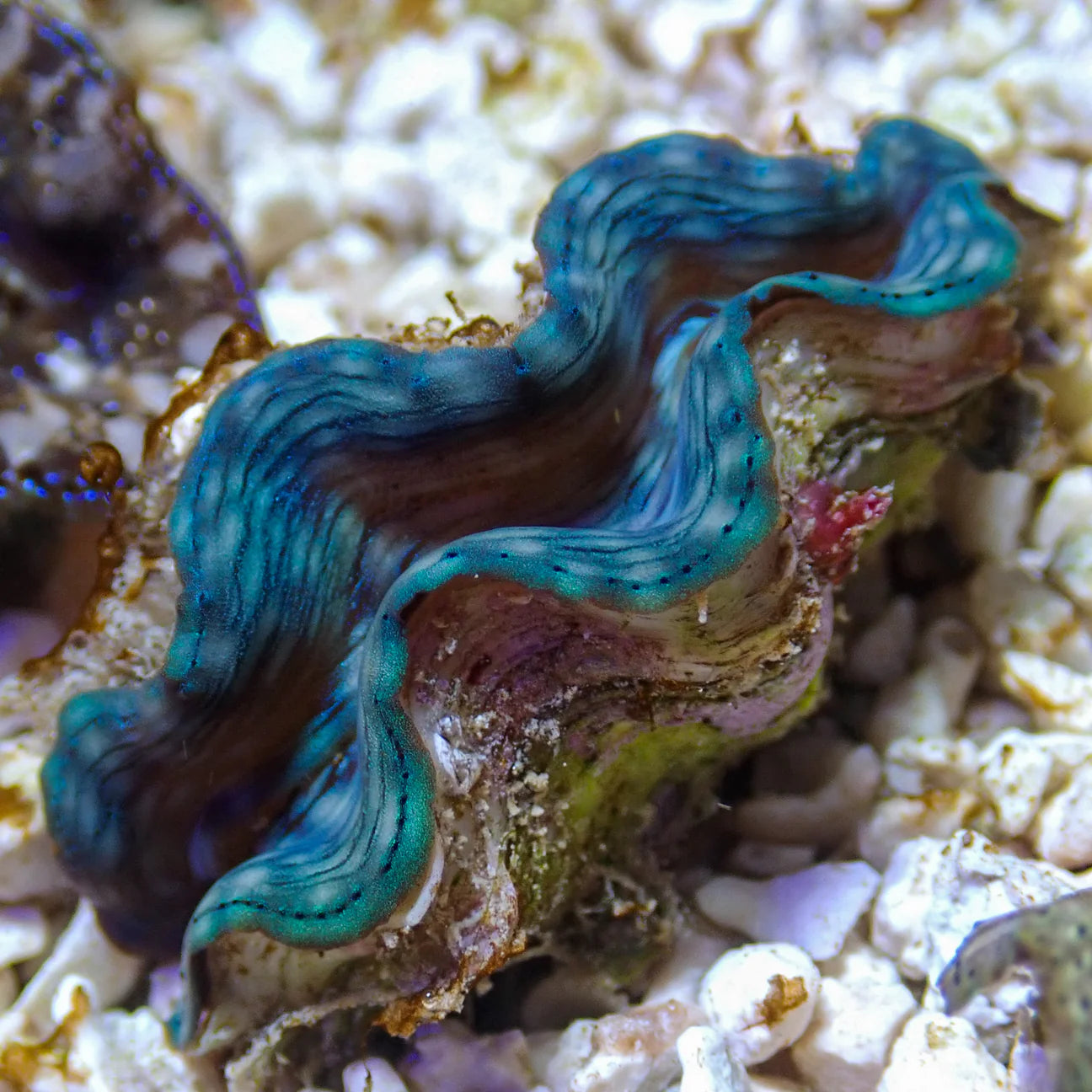WYSWYG Blue Squamosa Clam | Tridacna squamosa