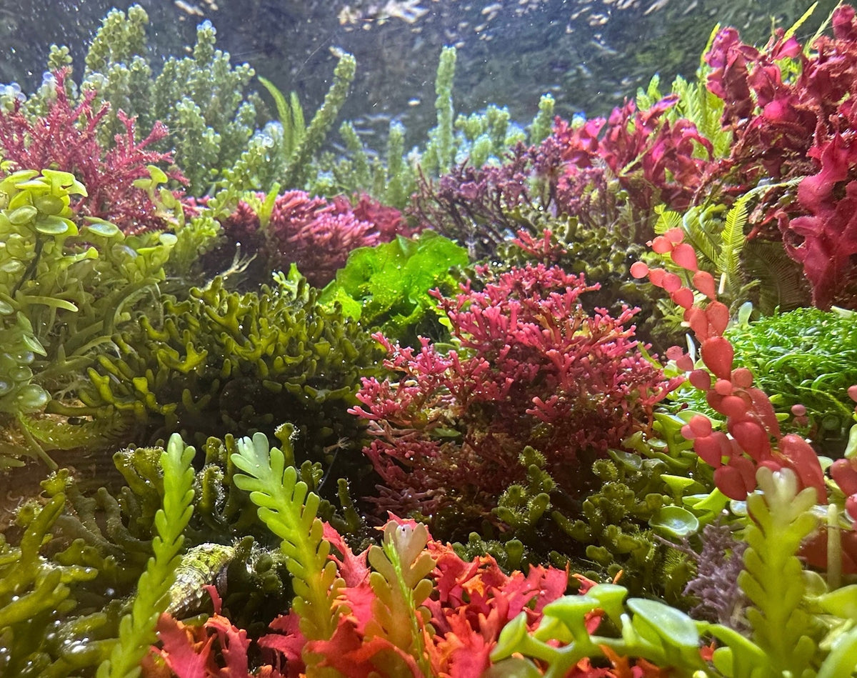 Define Macroalgae Macroalgae Care - The Basics of Keeping Macroalgae in Your Reef ...