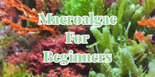 Our Macroalgae Picks for Beginners
