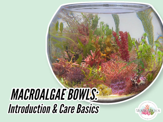Introduction to Macroalgae Bowl Aquariums