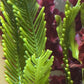 Mega Fern Caulerpa Macroalgae | Caulerpa ashmeadii