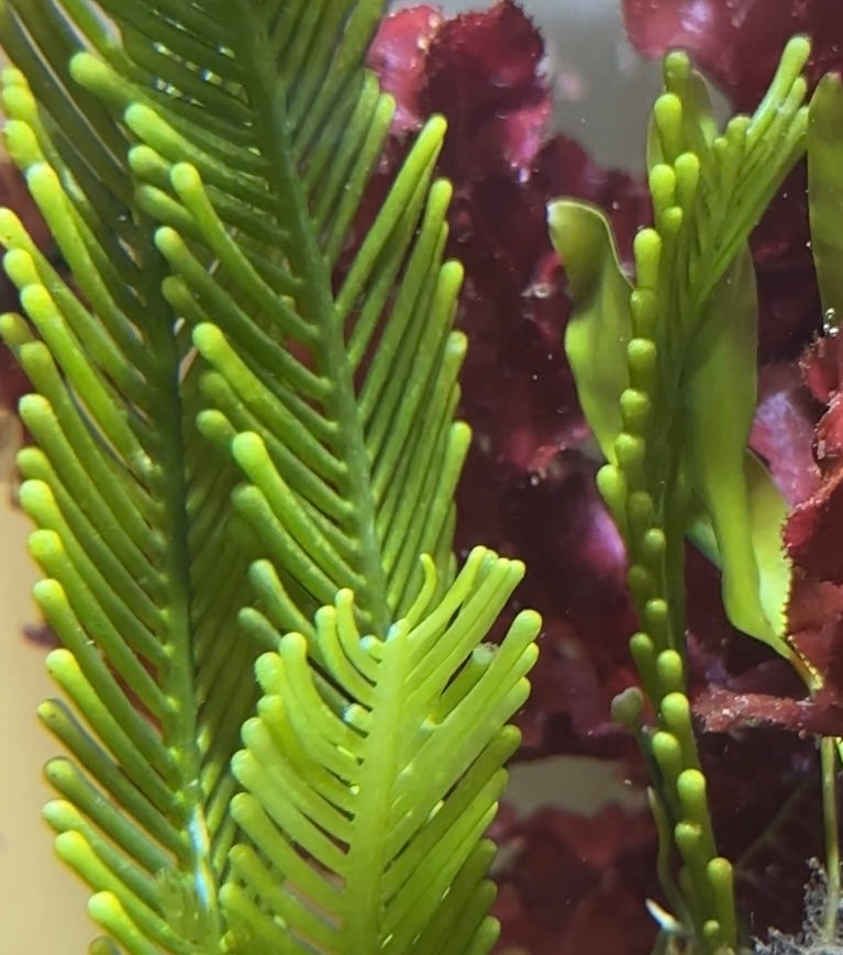 Mega Fern Caulerpa Macroalgae | Caulerpa ashmeadii