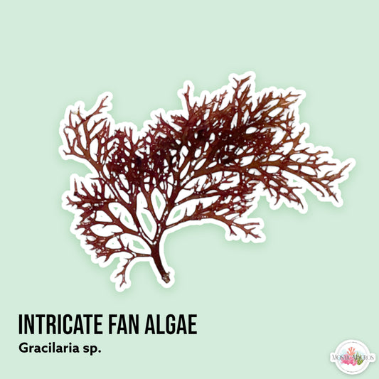 Intricate Fan Macroalgae | Gracilaria sp.