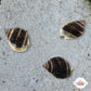 Mini Nassarius Snail | Nassarius vibex