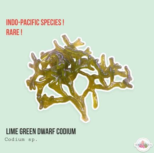 Lime Green Dwarf Codium | Codium sp.