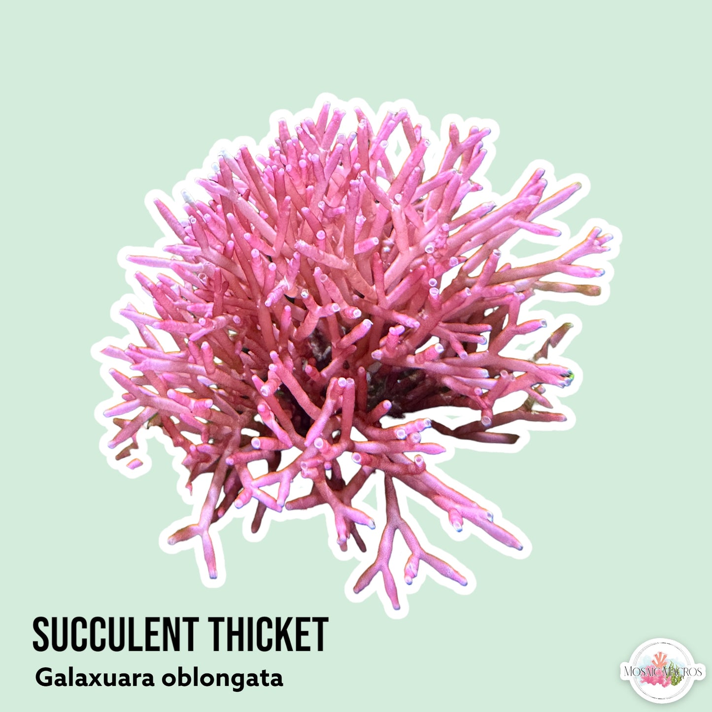 Succulent Thicket | Galaxaura oblongata