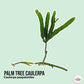 Palm Tree Caulerpa Macroalgae | Caulerpa paspaloides