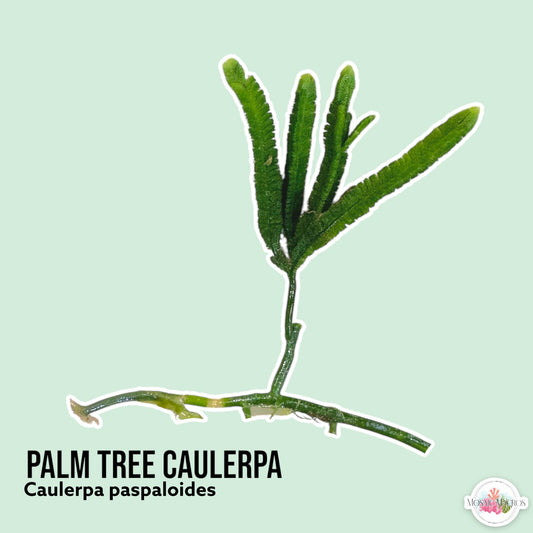 Palm Tree Caulerpa Macroalgae | Caulerpa paspaloides