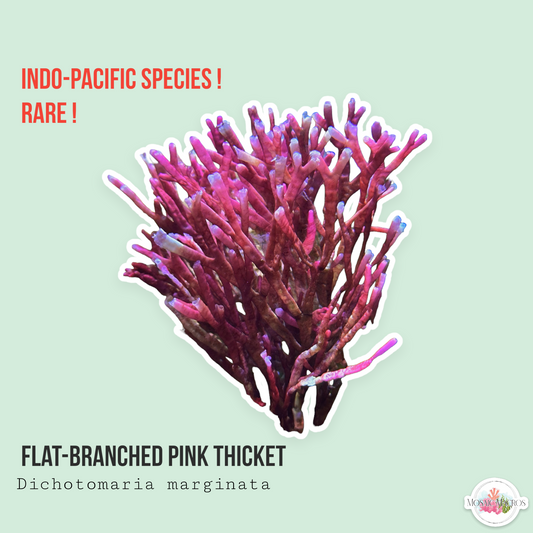 Flat-Branched Pink Thicket | Dichomaria marginata