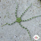 Green-Banded Serpent Star | Ophioderma appressa