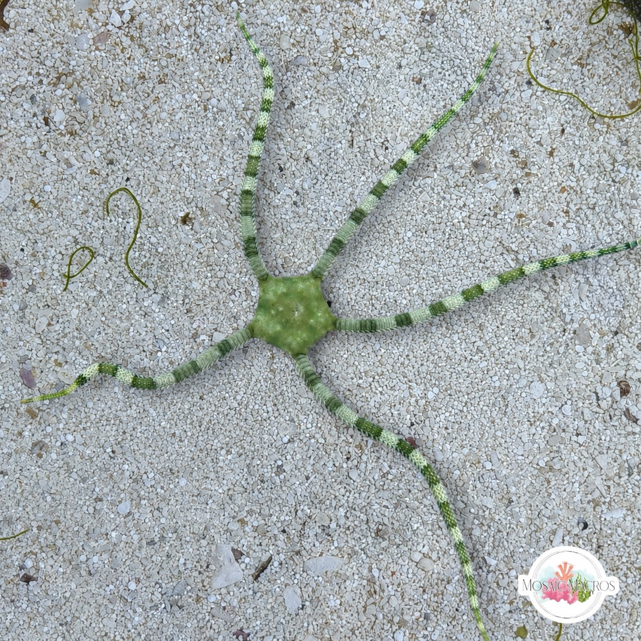 Green-Banded Serpent Star | Ophioderma appressa