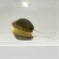 Stomatella Snail | Stomatella sp.