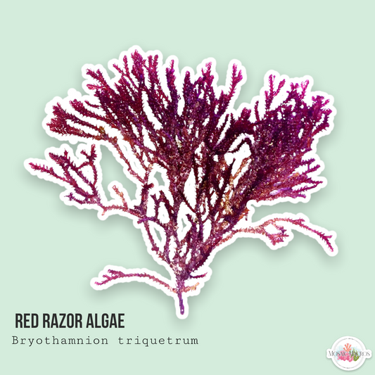 Red Razor Algae | Bryothamnion triquetrum
