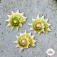 Ninja Star Snail | Lithopoma phoebium