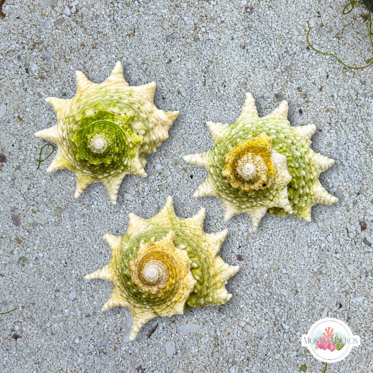 Ninja Star Snail | Lithopoma phoebium